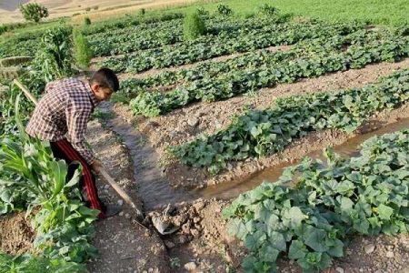 شناسایی ۸ کشاورز متخلف آبیاری محصولات کشاورزی با فاضلاب در همدان - خبرگزاری مهر | اخبار ایران و جهان